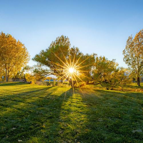 [Image Description: The sun peeking through a tree in an open green park]
