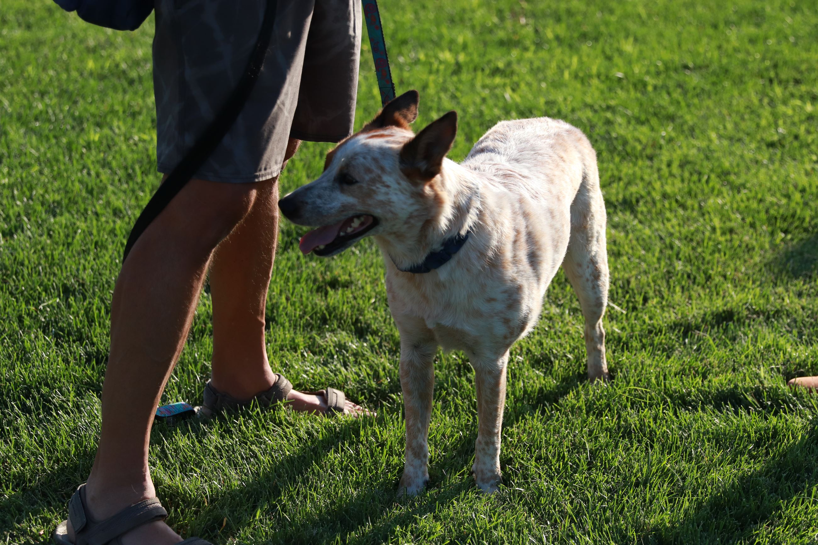 a dog in the grass by their owner