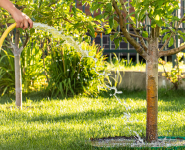 hand watering a tree image